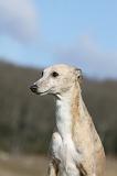 WHIPPET 377
